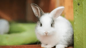 A picture containing cat, mammal, lagomorph, sitting Description automatically generated