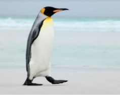 A penguin walking on the beach Description automatically generated with medium confidence