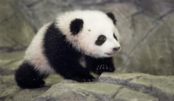 A panda eating a piece of food Description automatically generated with low confidence